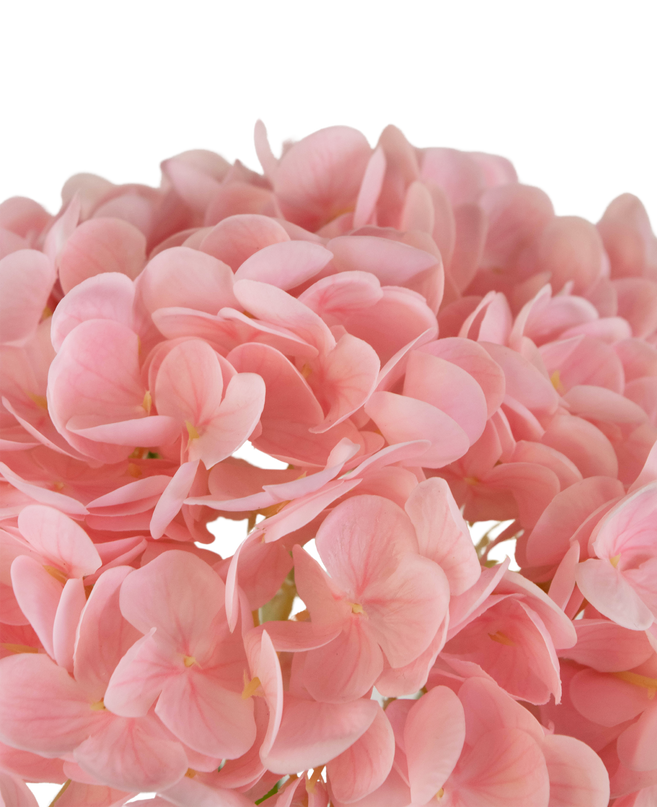 Künstliche Hortensie "Annabelle" Real Touch Pink 55cm