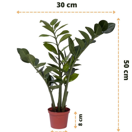 Künstliche Pflanze Zamiocalcus 50 cm