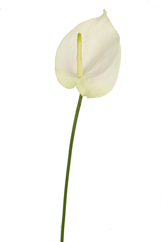 Künstliche Anthurie 65 cm weiß
