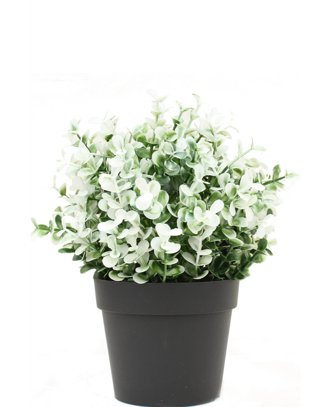 Künstlicher Buxus weiß im Topf 19 cm UV